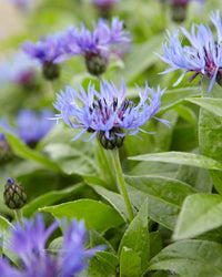 Blue Centaurea Montana Flower seeds for Planting - Fragrant Blossoms, Heirloom & GMO Free Seeds for Home Garden