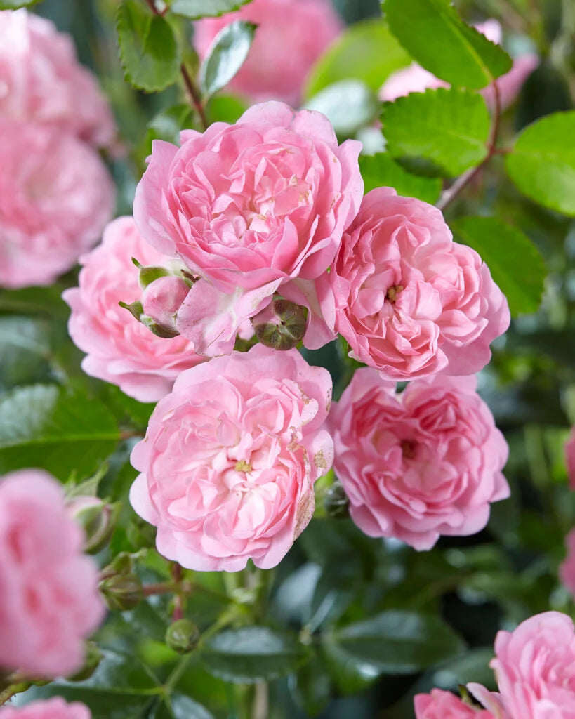 Light Pink Polyantha Rose Flower seeds for Planting - Bright Blooms, Heirloom & GMO Free Seeds for Home Garden