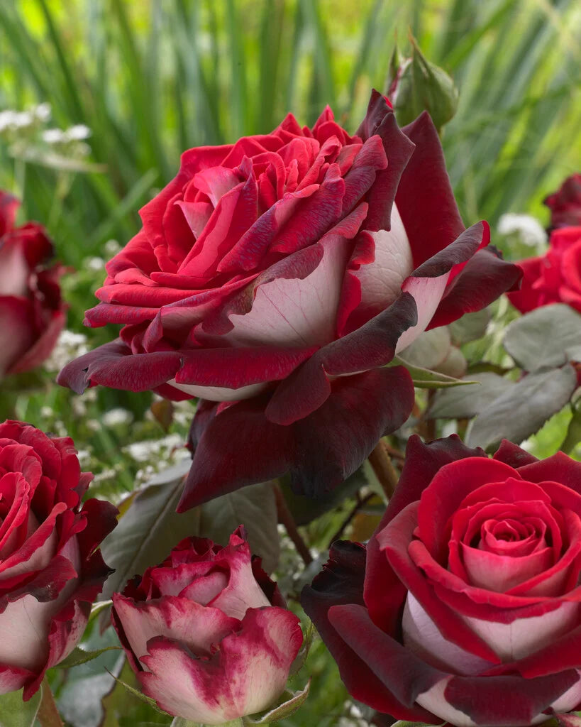 Osiria Rose Flower seeds for Planting Compact Growth Heirloom & GMO Free Seeds for Home Garden