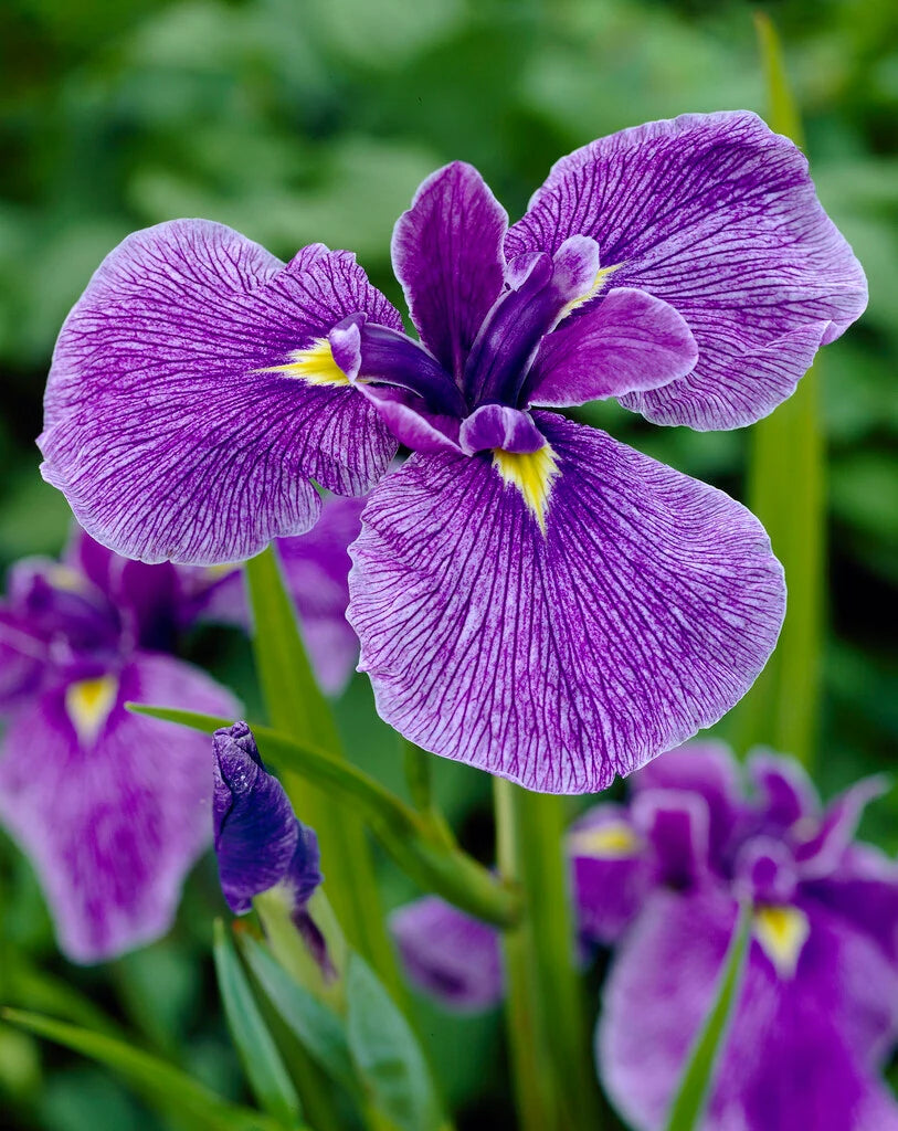 Japanese Iris Flower seeds for Planting - Vibrant Colors, Heirloom & GMO Free Seeds for Home Garden