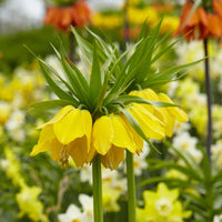 Yellow Imperial Crown Flower seeds for Planting - Pollinator Friendly, Heirloom & GMO Free Seeds for Home Garden