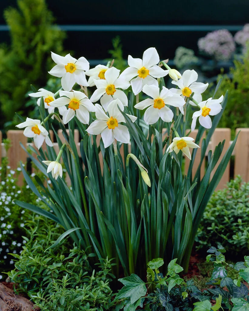 Daffodil Flower Seeds for Planting  Vibrant White and Yellow Blooms