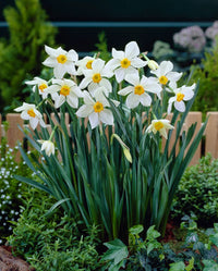Daffodil Flower Seeds for Planting  Vibrant White and Yellow Blooms