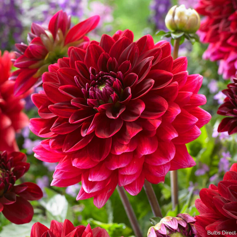 Dahlia Flower seeds for Planting Sun Loving Heirloom & GMO Free Seeds for Home Garden