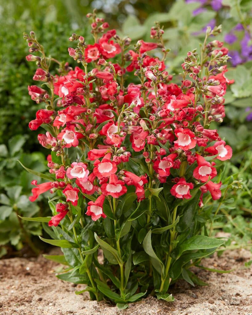 Red Penstemon Hartwegii Flower seeds for Planting - Vibrant Colors, Heirloom & GMO Free Seeds for Home Garden