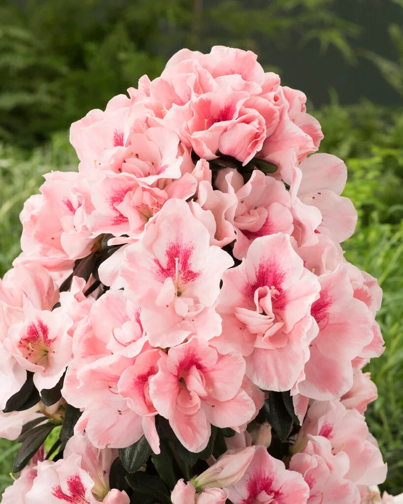 Mixed Simsii Bonsai Flower seeds for Planting Sun Loving Heirloom & GMO Free Seeds for Home Garden