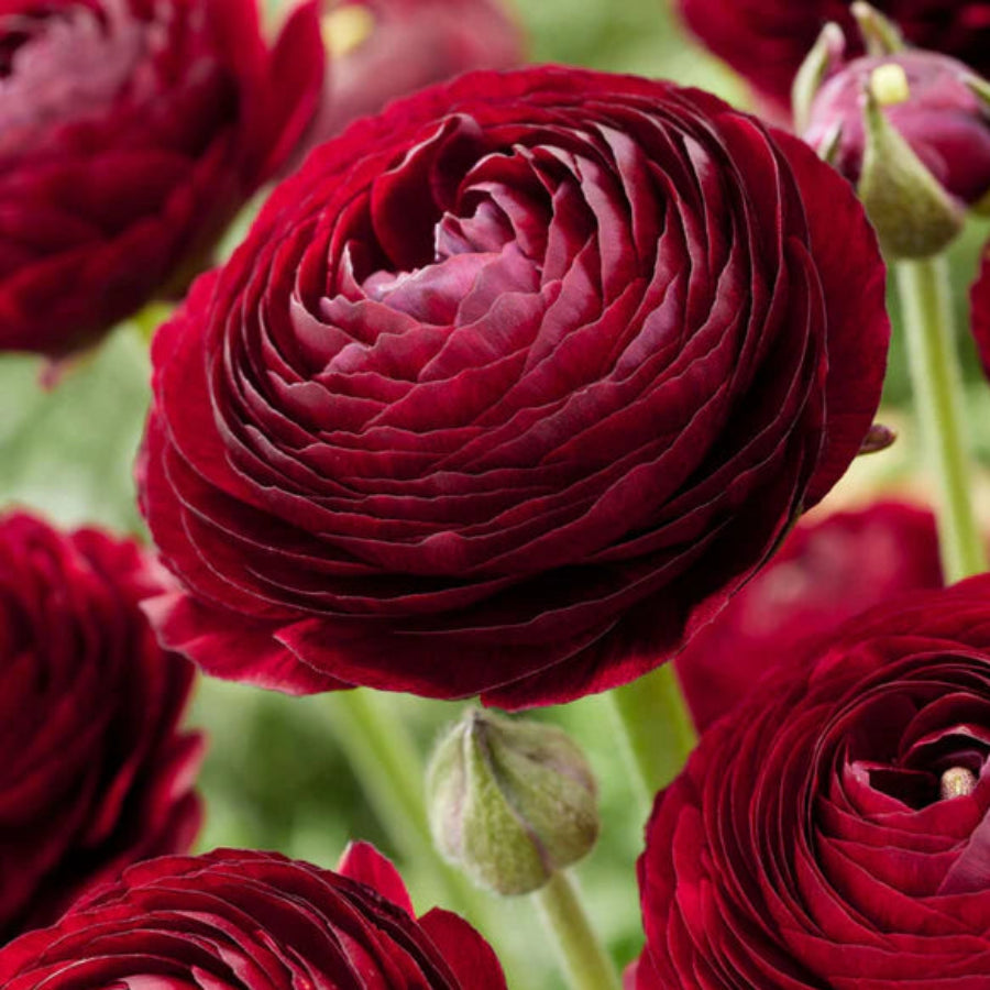 Deep Red Ranunculus Flower seeds for Planting - Seasonal Bloomer, Heirloom & GMO Free Seeds for Home Garden
