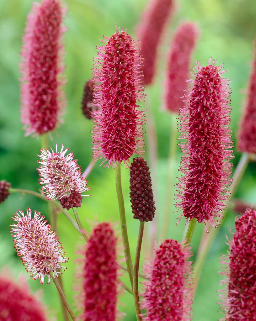 Menzies Burnet Flower seeds for Planting Colorful Display Heirloom & GMO Free Seeds for Home Garden