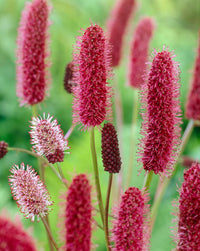 Menzies Burnet Flower seeds for Planting Colorful Display Heirloom & GMO Free Seeds for Home Garden