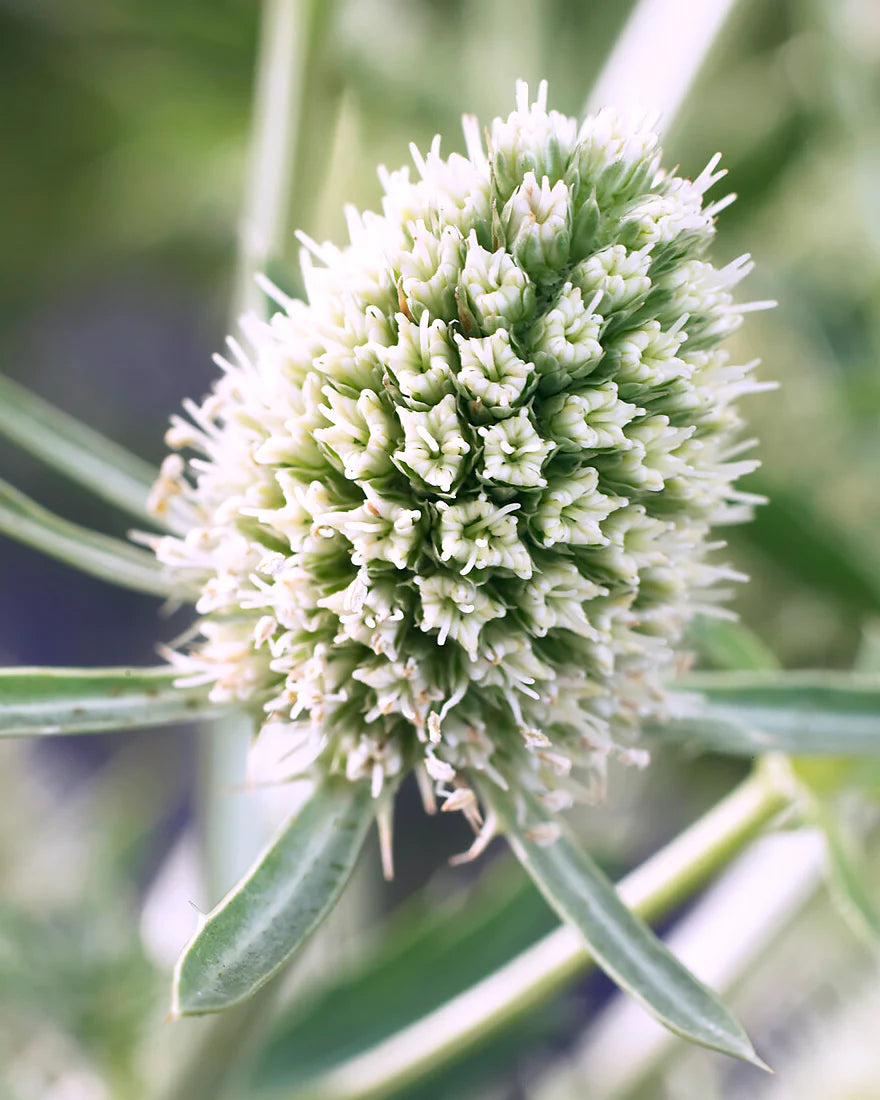 White Eryginum Flower seeds for Planting - Fragrant Blossoms, Heirloom & GMO Free Seeds for Home Garden
