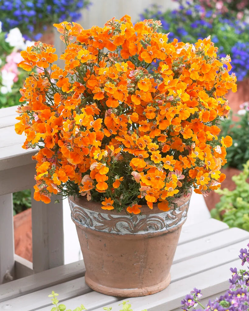 Orange Nemesia Flower seeds for Planting - Seasonal Bloomer, Heirloom & GMO Free Seeds for Home Garden