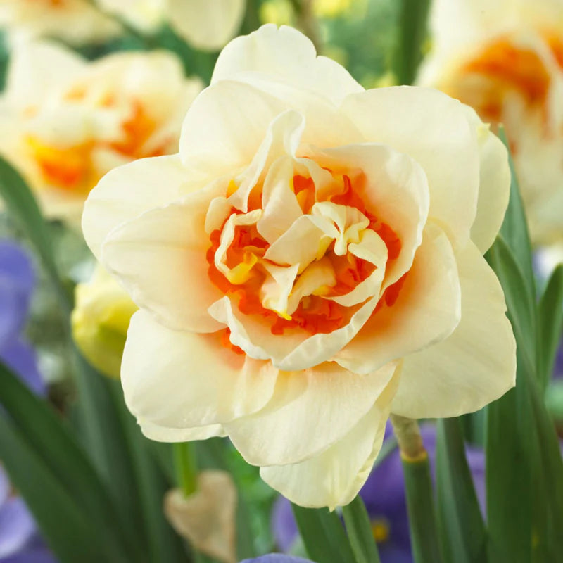 Cream Orange Daffodil Flower seeds for Planting - Shade Tolerant, Heirloom & GMO Free Seeds for Home Garden
