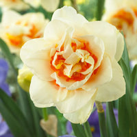 Cream Orange Daffodil Flower seeds for Planting - Shade Tolerant, Heirloom & GMO Free Seeds for Home Garden