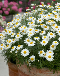Yellow White Argyranthemum Flower seeds for Planting - Pollinator Friendly, Heirloom & GMO Free Seeds for Home Garden