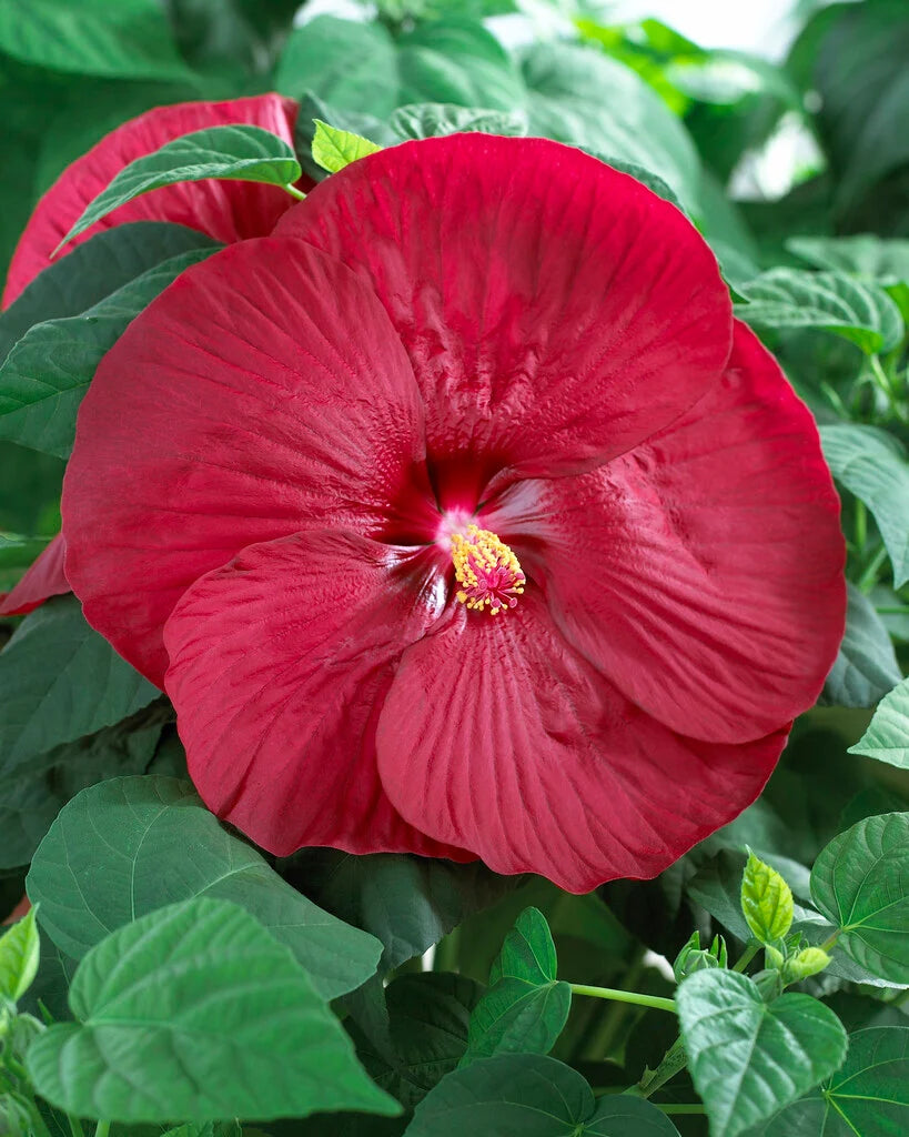 Mix Hibiscus Luna Flower seeds for Planting Cut Flower Favorite Heirloom & GMO Free Seeds for Home Garden