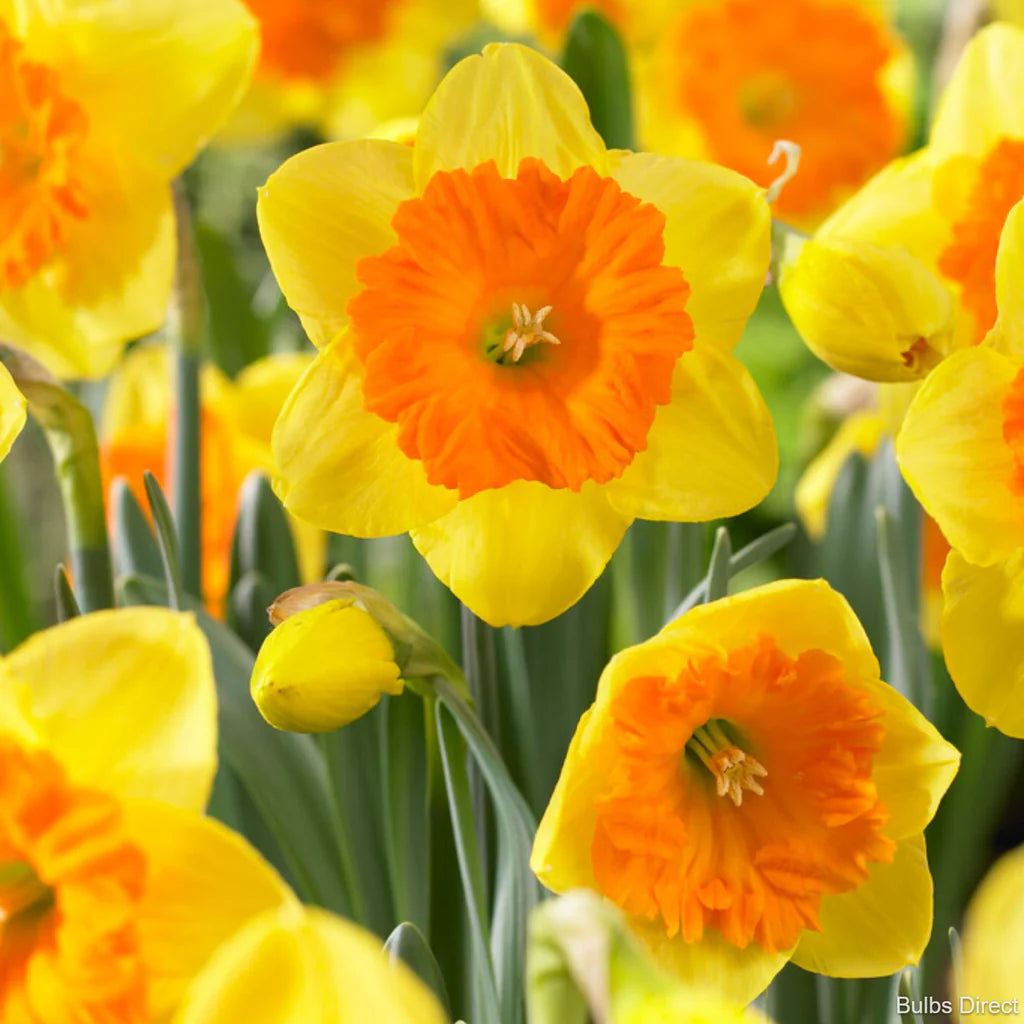 Daffodils Flower Seeds for Planting  Bright Orange & Yellow Perennials