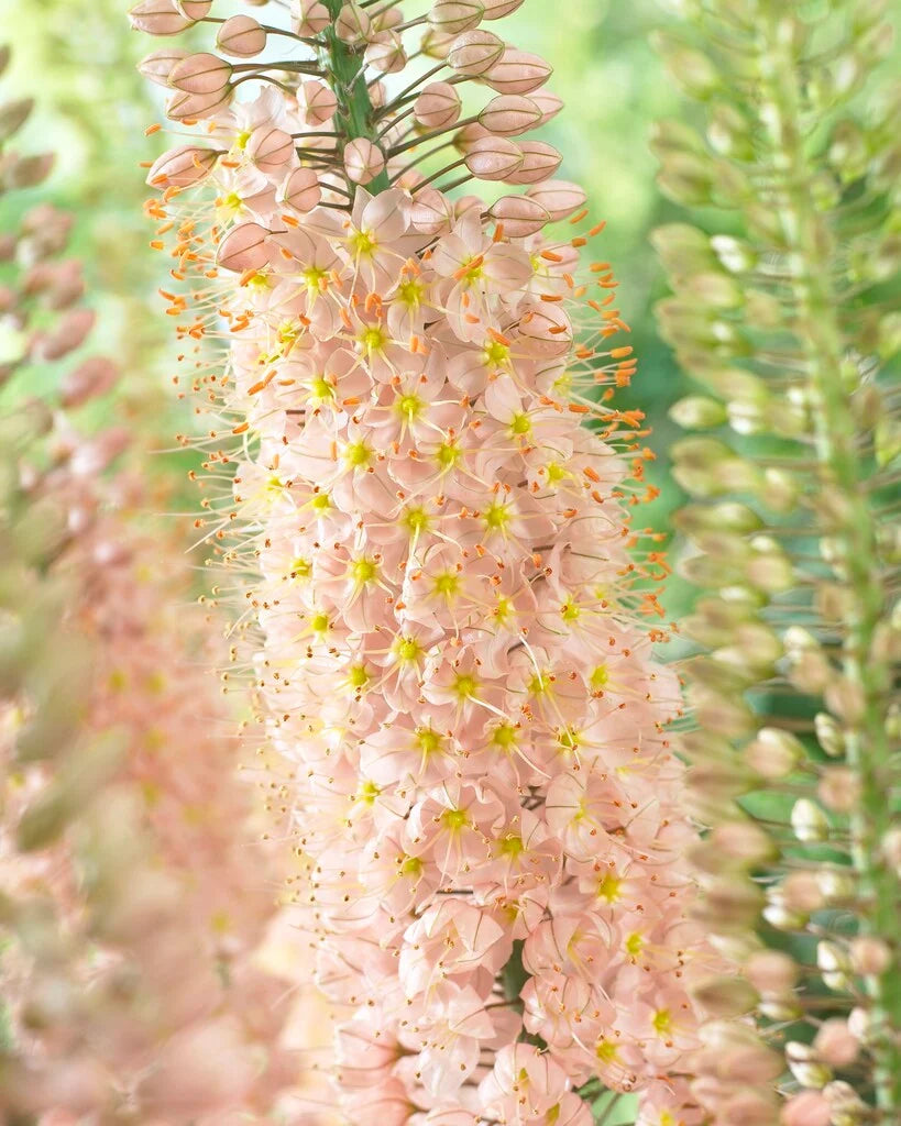 Eremurus Flower seeds for Planting - Shade Tolerant, Heirloom & GMO Free Seeds for Home Garden
