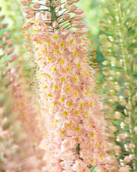 Eremurus Flower seeds for Planting - Shade Tolerant, Heirloom & GMO Free Seeds for Home Garden