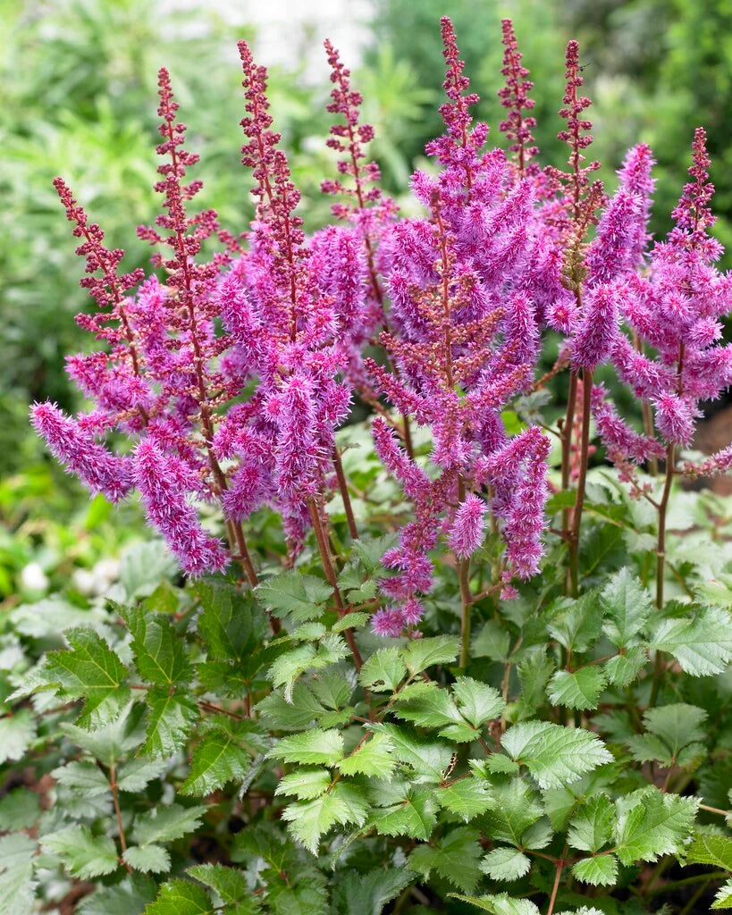 Purple Astilbe Flower seeds for Planting - Shade Tolerant, Heirloom & GMO Free Seeds for Home Garden
