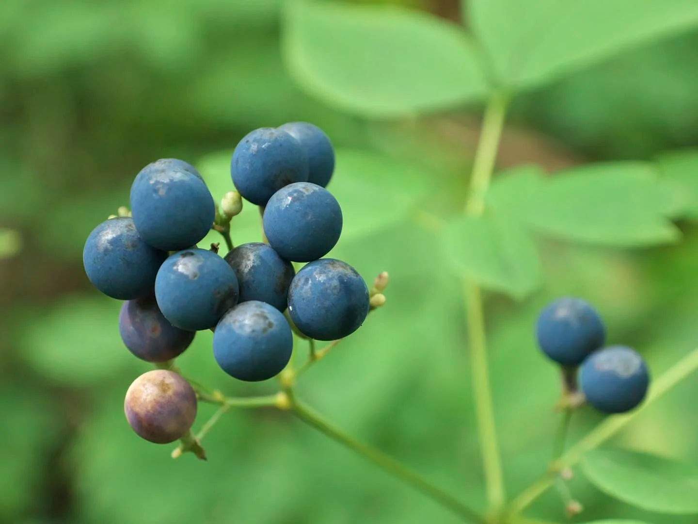 Black Caulophyllum Seeds for Planting