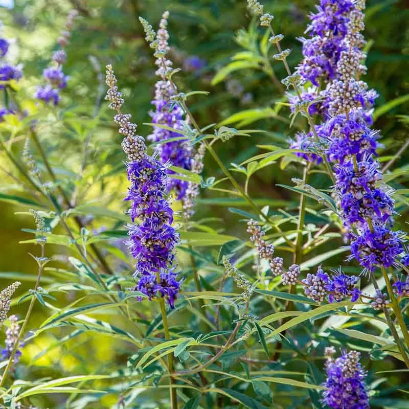 Purple Vitex Agnus Flower seeds for Planting - Drought Tolerant, Heirloom & GMO Free Seeds for Home Garden
