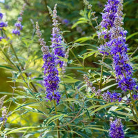 Purple Vitex Agnus Flower seeds for Planting - Drought Tolerant, Heirloom & GMO Free Seeds for Home Garden