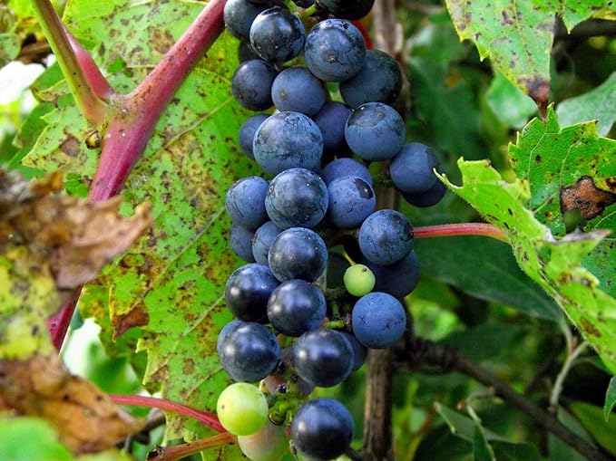 Vitis riparia grapevine climbing fence