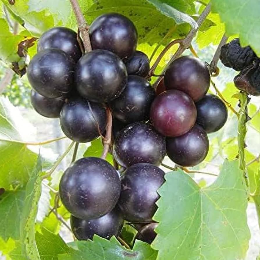 Vitis rotundifolia seedlings sprouting