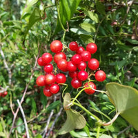 Sarsaparilla Nostrana Fruit Planting Seeds - Grow Delicious Fruit at Home