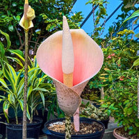 Voodoo Lily Flower Seeds for Planting