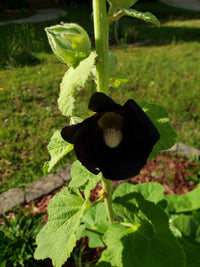 Black Hollyhock Flower seeds for Planting - Pollinator Friendly, Heirloom & GMO Free Seeds for Home Garden