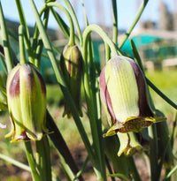 Green Fritillaria Flower seeds for Planting - Premium Quality, Heirloom & GMO Free Seeds for Home Garden