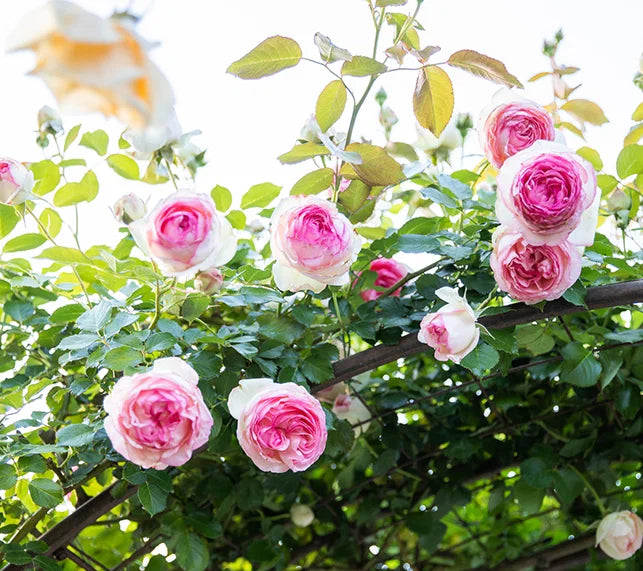 Light Pink Climbing Rose Flower seeds for Planting - Pollinator Friendly, Heirloom & GMO Free Seeds for Home Garden