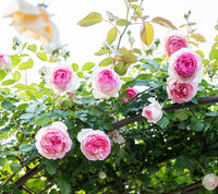 Light Pink Climbing Rose Flower seeds for Planting - Pollinator Friendly, Heirloom & GMO Free Seeds for Home Garden