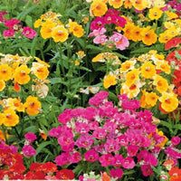 Mixed Carnival Flower seeds for Planting - Fragrant Blossoms, Heirloom & GMO Free Seeds for Home Garden