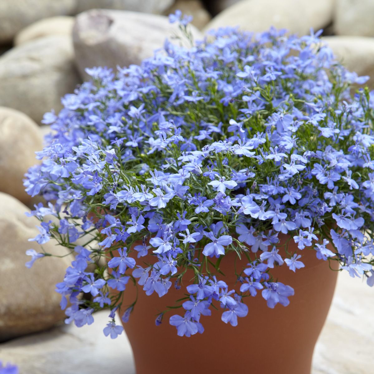 Regatta Flower seeds for Planting Wildflower Mix Heirloom & GMO Free Seeds for Home Garden