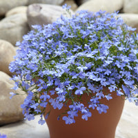 Regatta Flower seeds for Planting Wildflower Mix Heirloom & GMO Free Seeds for Home Garden