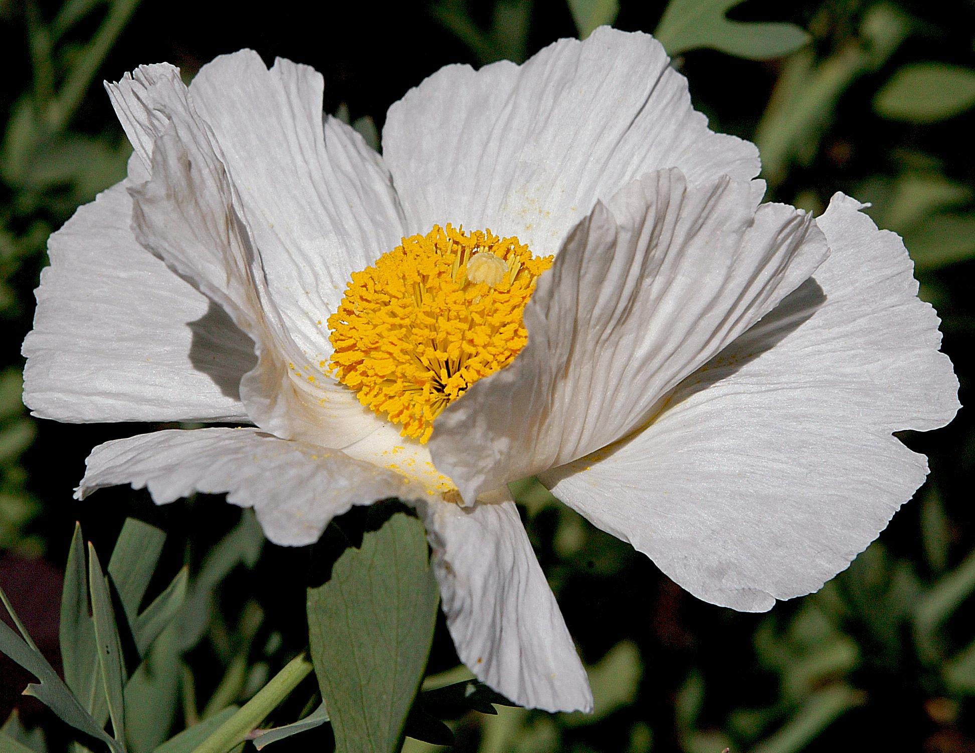 Coulteri Flower Seeds for Planting  Vibrant Blooms for Your Garden