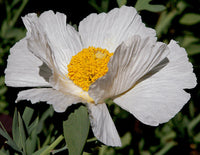Coulteri Flower Seeds for Planting  Vibrant Blooms for Your Garden