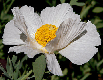 Coulteri Flower Seeds for Planting  Vibrant Blooms for Your Garden