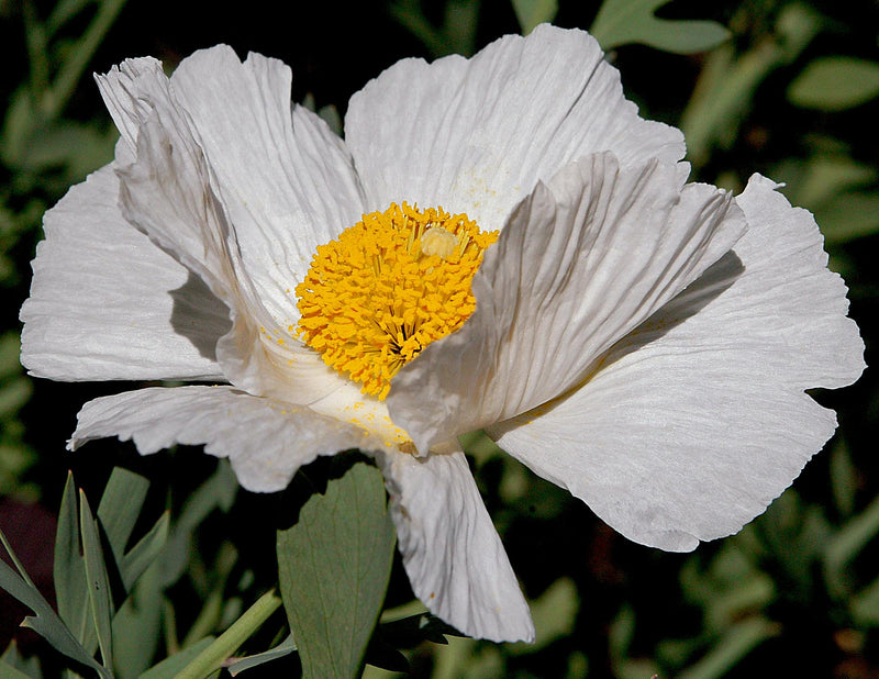 Coulteri Flower Seeds for Planting  Vibrant Blooms for Your Garden