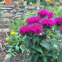 Purple Monarda Didyma Flower seeds for Planting - Garden Favorite, Heirloom & GMO Free Seeds for Home Garden