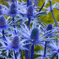 Purple Eryngium Alpinum Superbum Seeds for Planting - Perennial Flower Seeds for Garden Elegance