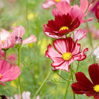 Cosmos Flower seeds for Planting Pollinator Friendly Heirloom & GMO Free Seeds for Home Garden