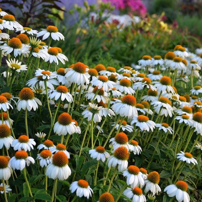 White Coneflower Echinacea Seeds for Beautiful White Blooms