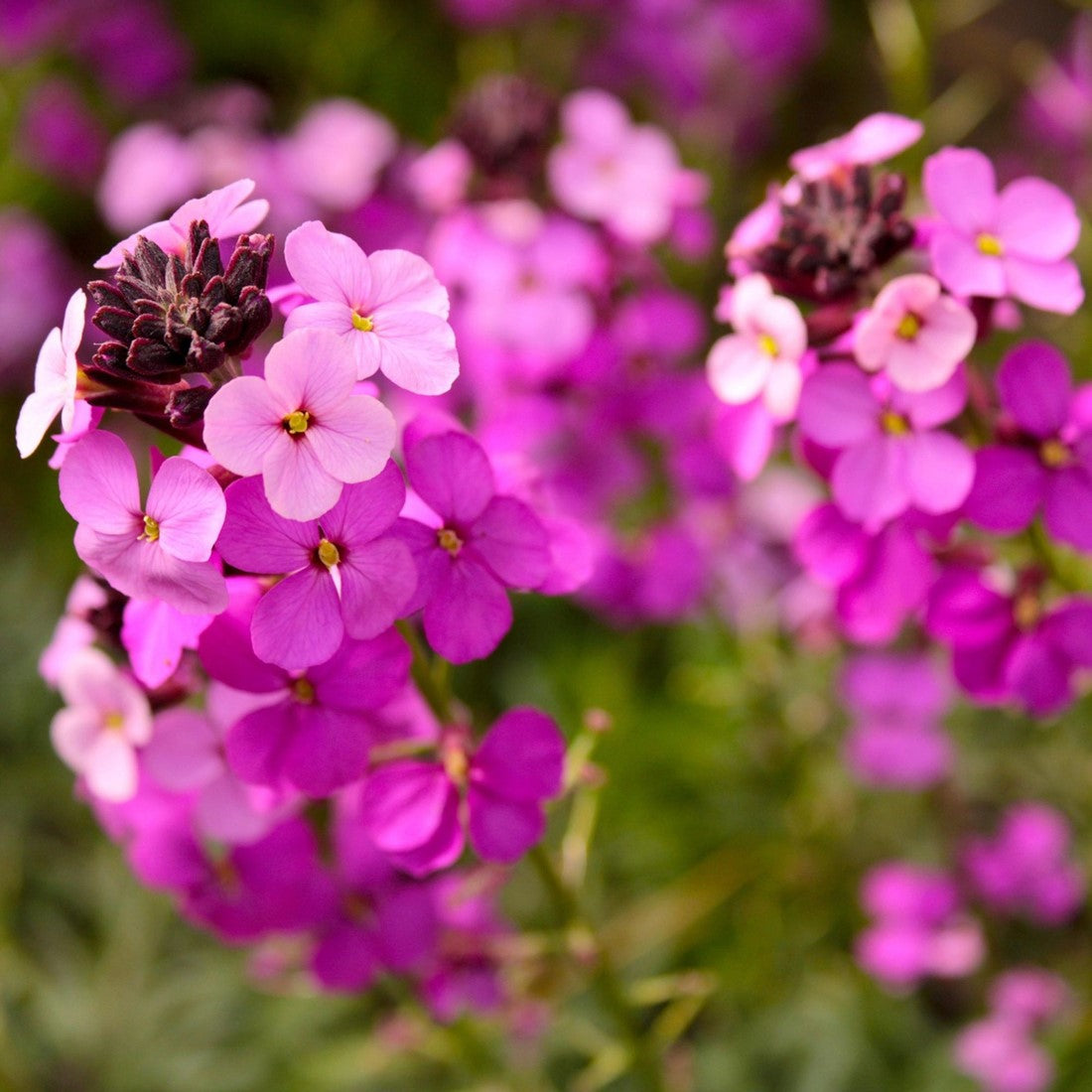 Purple Pink Linifolium Flower seeds for Planting - Perfect for Borders, Heirloom & GMO Free Seeds for Home Garden