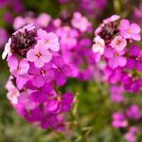Purple Pink Linifolium Flower seeds for Planting - Perfect for Borders, Heirloom & GMO Free Seeds for Home Garden