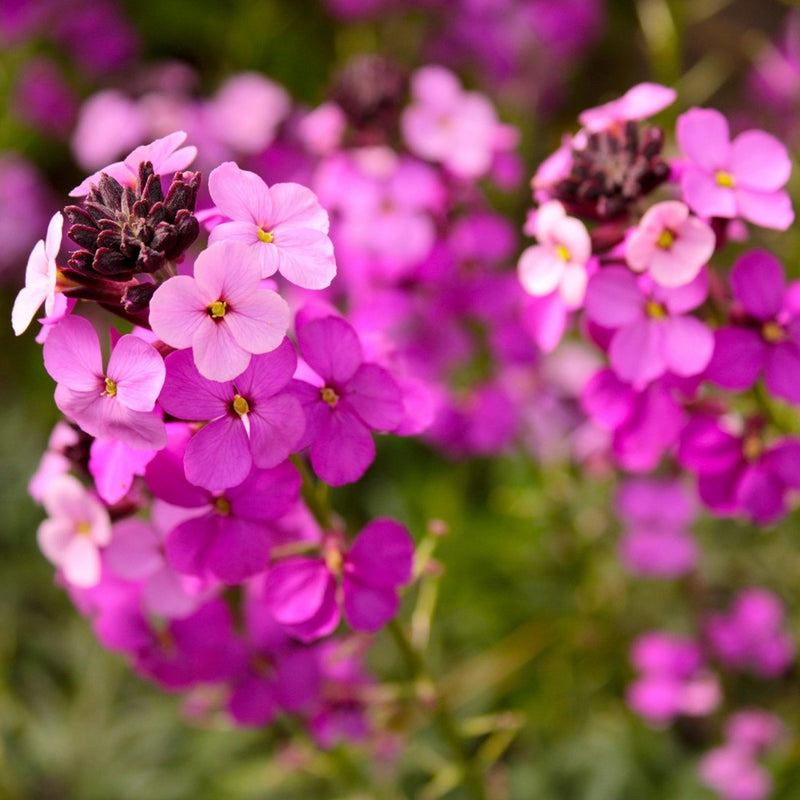Purple Pink Linifolium Flower seeds for Planting - Perfect for Borders, Heirloom & GMO Free Seeds for Home Garden