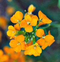 Yellow Wallflower Flower seeds for Planting - Premium Quality, Heirloom & GMO Free Seeds for Home Garden