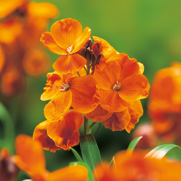 Orange Wall Flower seeds for Planting - Seasonal Bloomer, Heirloom & GMO Free Seeds for Home Garden